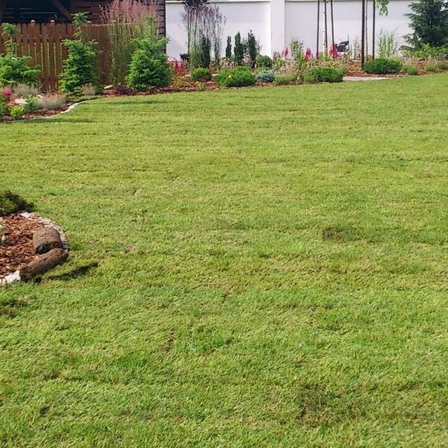 Zakładanie ogrodu Bydgoszcz - trawnik z rolki w trakcie układania.